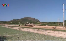 Lý Sơn: Nguy cơ mất mùa hành do khô hạn