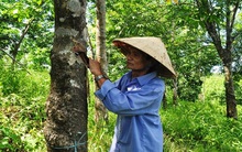 Sướng nhờ cao su, khổ cũng tại ... cao su!