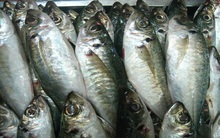 Ngư dân Quảng Ngãi bội thu cá nục