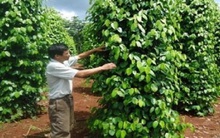 Ồ ạt trồng, tiêu chết trụi