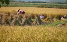 FAO: Giá gạo Châu Á diễn biến trái chiều trong tháng 6