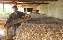 Enzym chồn: Sản phẩm hoang tưởng