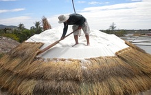 Diêm dân trúng mùa