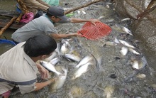 Gần 1 tháng Nghị định 36 về cá tra có hiệu lực