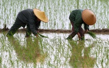 Báo động gạo nhiễm chất gây ung thư 