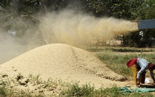 Lệnh trừng phạt Nga ảnh hưởng tới thị trường lúa mỳ thế giới