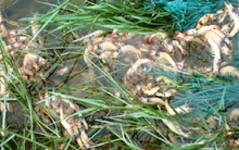 Hơn 24.000 ha nuôi tôm mất trắng vì dịch bệnh