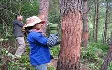 Nhựa thông đắt hàng