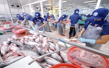 Nghị định 36: "Bà đỡ" của người nuôi cá tra