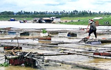 Nuôi cá… không cần cho ăn vẫn lớn vèo vèo