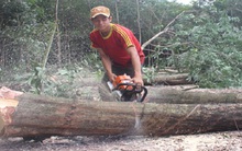 Không vội vàng chặt bỏ cây caosu