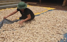 Méo mặt vì giá nấm