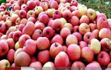 58% lượng táo nhập khẩu ở Việt Nam là từ Trung Quốc