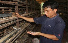 Lãi lớn từ chim cút