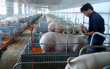 Người nuôi heo đang trúng lớn