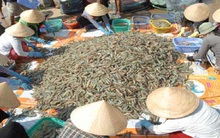 Tôm sú “trở lại”