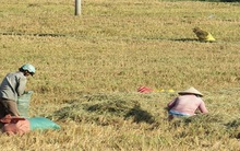 Rơm khô đắt như "tôm tươi"