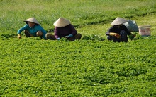 Rau má lãi gấp 4 lần trồng lúa
