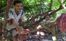 Ca cao không lo ế