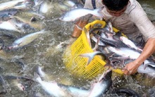 Khẩn thiết muốn đối thoại về nghị định cá tra