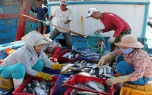 Cách vài cây số, giá cá tăng 2-3 lần