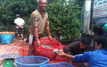 “Hốt bạc” với tôm càng xanh mùa nước nổi