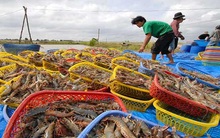 Thận trọng khi xuất bán tôm thương phẩm