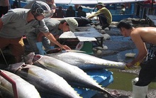 Tổng sản lượng thủy sản 9 tháng đạt gần 5 triệu tấn