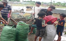 Lại "rộ" bắt ốc bươu vàng xuất sang Trung Quốc