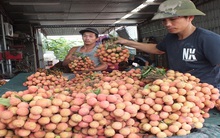 Vải thiều sang Mỹ sẽ còn gian nan