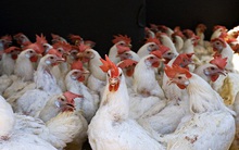 Heo, gà ngoại lấn át giống nội