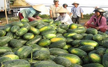Dưa hấu, mía đầu mùa được giá
