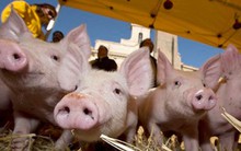 Ý: Dựng chuồng heo trước quốc hội