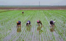 Dân Triều Tiên lại đối mặt nguy cơ thiếu ăn