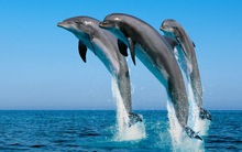 Hội nhập kinh tế ở Thái Bình Dương: Những "công xưởng bay"