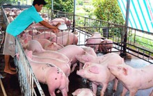 Bán heo mỡ cho Trung Quốc: Đề phòng rủi ro