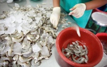 Thế chấp hơn 121 tấn tôm cho ngân hàng, khi kiểm tra chỉ còn... 52 kg !