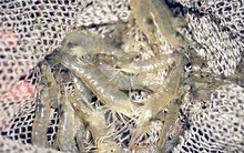 Quản lý giống tôm thẻ chân trắng: Công khai DN đảm bảo điều kiện