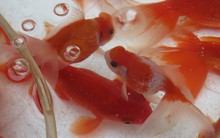 Ngày ông Công, ông Táo: Cá ngoại nhập, đắt tiền được ưa chuộng