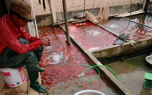 Rực đỏ làng cá chép cúng ông Công ông Táo