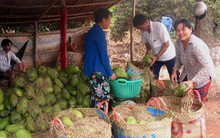 Mãng cầu xiêm tăng giá từng ngày