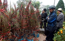 Huế tràn ngập hoa ba miền