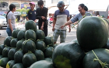 Dưa “khủng”, bưởi hồ lô... đắt hàng