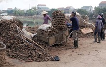 Vụ thu hoạch dong riềng: Giá đã rẻ, bán cũng khó 