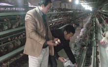 Làm giàu từ mô hình nuôi gà siêu trứng