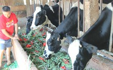 Hoa lay ơn bỏ cho bò ăn