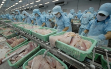 Cá tra lại bị EU cảnh báo