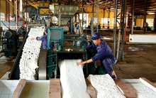 Các chuyên gia lạc quan về thị trường cao su 2014