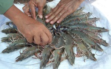 Giá tôm nguyên liệu tăng cao