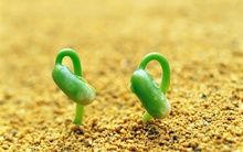 Dấu hiệu phục hồi mới chỉ mong manh như mầm xanh nhú trên đống gạch khô cằn